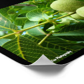 Walnoten in groen blad poster (Hoek)