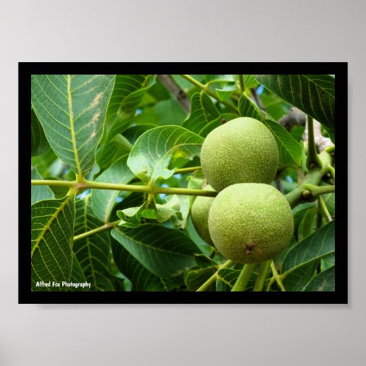 Walnoten in groen blad poster (Voorkant)