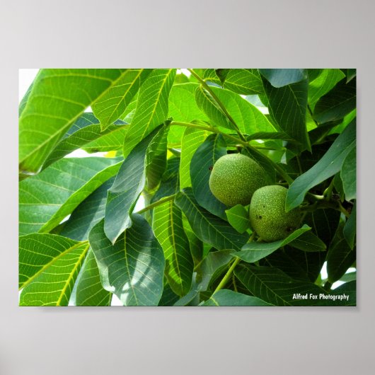 Walnoten in groen verlicht gebladerte poster (Voorkant)