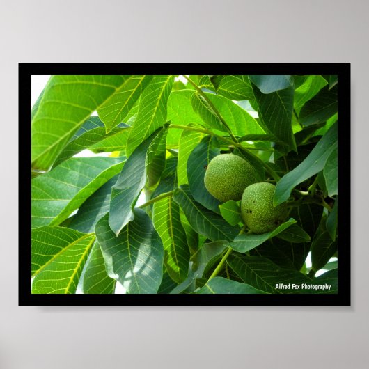 Walnoten in groen verlicht gebladerte poster (Voorkant)