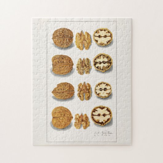 Walnoten (Juglans) Fruit Aquarel Schilderij Legpuzzel (Verticaal)