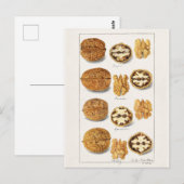 Walnoten (snoepjes) Waterverf Briefkaart (Voorkant / Achterkant)