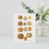 Walnoten (snolans) Waterverf van fruit Briefkaart (Staand voorkant)