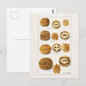 Walnoten (snolans) Waterverf van fruit Briefkaart (Voorkant / Achterkant)