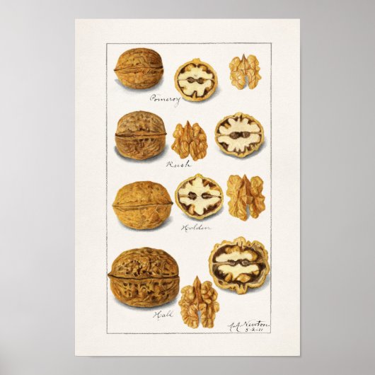 Walnoten (snolans) Waterverf van fruit Poster voor (Voorkant)