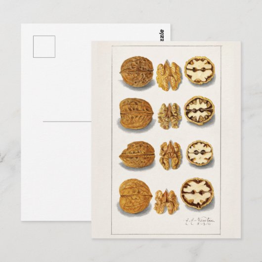 Walnoten (snolans) Waterverf van vruchten Briefkaart (Voorkant / Achterkant)