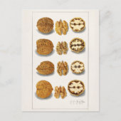 Walnoten (snolans) Waterverf van vruchten Briefkaart (Voorkant)