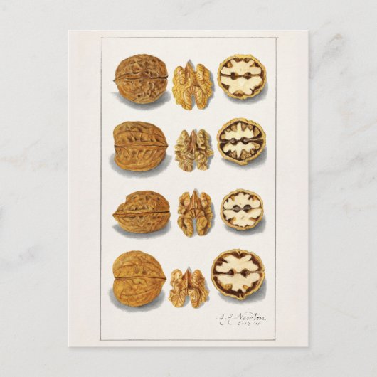 Walnoten (snolans) Waterverf van vruchten Briefkaart (Voorkant)