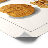 Walnoten (snolans) Waterverf van vruchten Poster (Hoek)