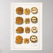 Walnoten (snolans) Waterverf van vruchten Poster (Voorkant)