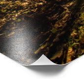 Walnut Bossen Metro Park, Groveport, Ohio Foto Afdruk (Hoek)