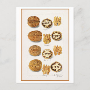Walnut  Botanische Illustratie Waterverf Briefkaart