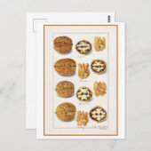 Walnut  Botanische Illustratie Waterverf Briefkaart (Voorkant / Achterkant)