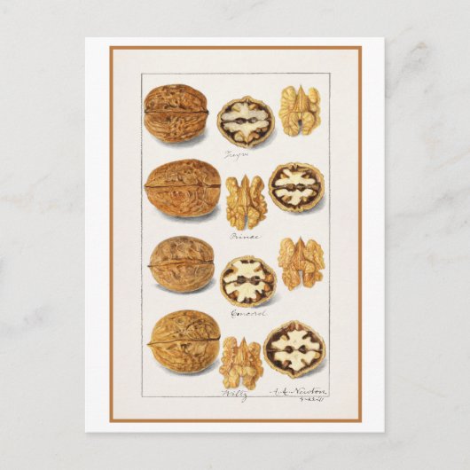 Walnut  Botanische Illustratie Waterverf Briefkaart (Voorkant)