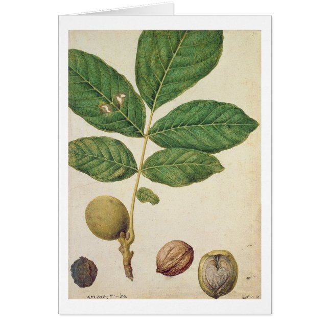 Walnut, c.1568 (m/c op papier) (Voorkant)