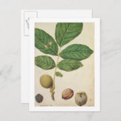 Walnut, c.1568 (m/c op papier) briefkaart (Voorkant / Achterkant)