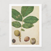 Walnut, c.1568 (m/c op papier) briefkaart (Voorkant)