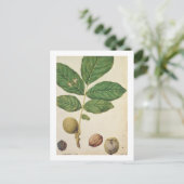 Walnut, c.1568 (m/c op papier) briefkaart (Staand voorkant)