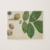 Walnut, c.1568 (m/c op papier) legpuzzel (Horizontaal)