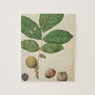 Walnut, c.1568 (m/c op papier) legpuzzel