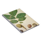 Walnut, c.1568 (m/c op papier) notitieboek (Rechterzijde)