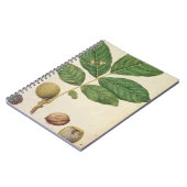 Walnut, c.1568 (m/c op papier) notitieboek (Linkerzijde)