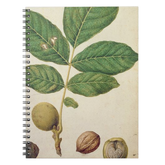 Walnut, c.1568 (m/c op papier) notitieboek (Voorkant)