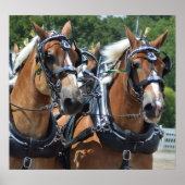 Walnut Hill Carriage Driving Horse Show Poster (Voorkant)