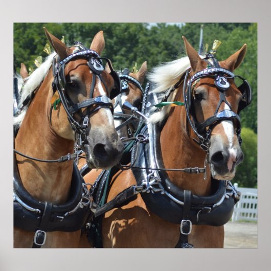 Walnut Hill Carriage Driving Horse Show Poster (Voorkant)