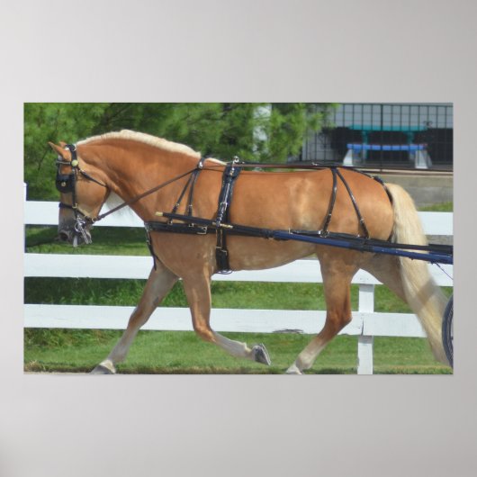 Walnut Hill Carriage Driving Horse Show Poster (Voorkant)