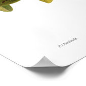 Walnut (Juglans regia) Poster (Hoek)