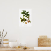 Walnut (Juglans regia) Poster (Keuken)