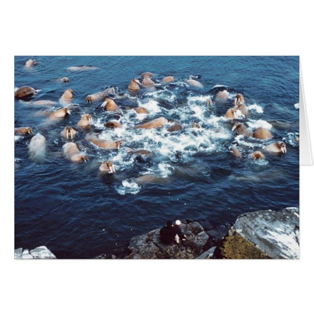 Walrus (Voorkant Horizontaal)