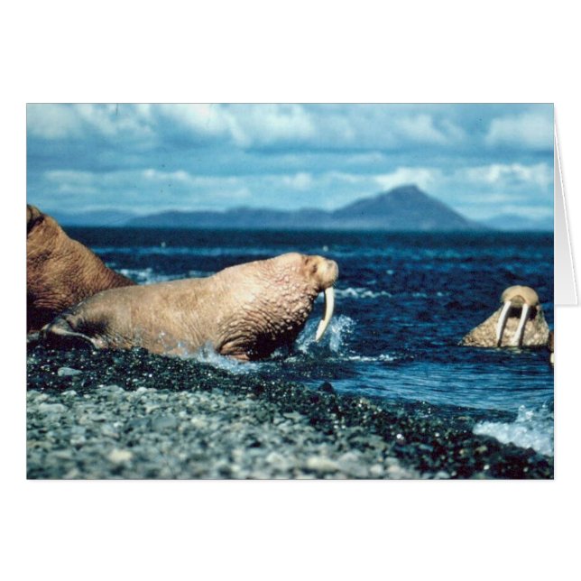 Walrus (Voorkant Horizontaal)