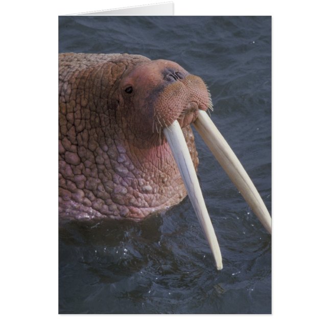 Walrus (Voorkant)
