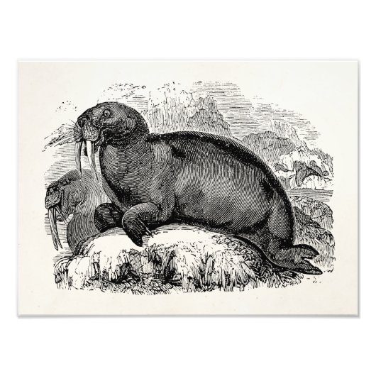  Walrus 1800s Illustratie van de Analyses Foto Afdruk (Voorkant)