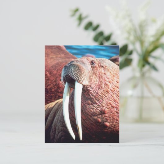 Walrus Briefkaart (Staand voorkant)