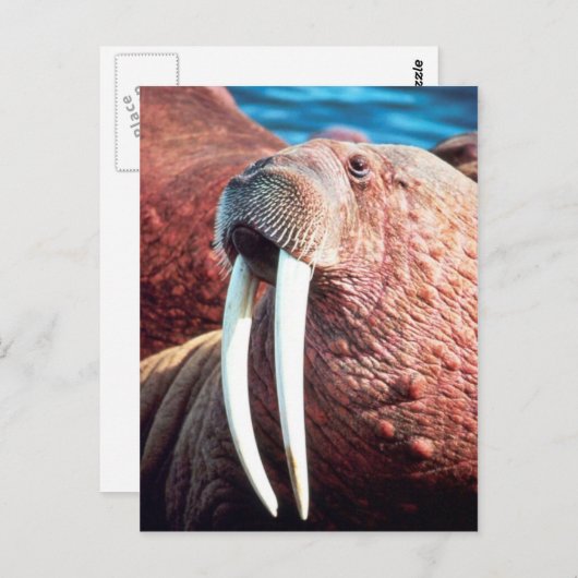 Walrus Briefkaart (Voorkant / Achterkant)