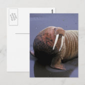 Walrus Briefkaart (Voorkant / Achterkant)