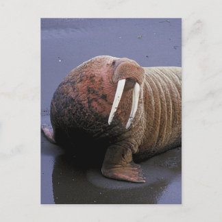 Walrus Briefkaart