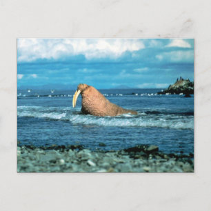 Walrus Briefkaart