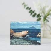 Walrus Briefkaart (Staand voorkant)