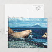 Walrus Briefkaart (Voorkant / Achterkant)