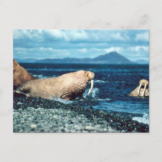 Walrus Briefkaart (Voorkant)