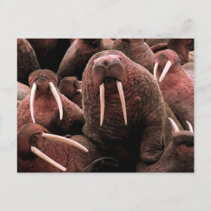 Walrus Briefkaart