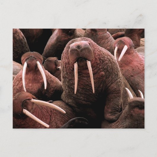 Walrus Briefkaart (Voorkant)