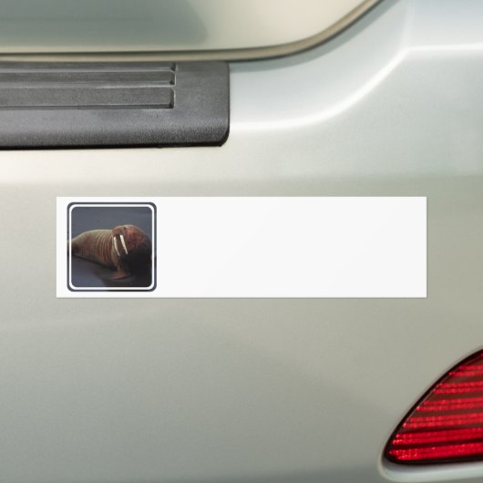 Walrus Bumpersticker (Op auto)