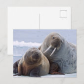 Walrus cow and calf rest on a sea ice floe briefkaart (Voorkant / Achterkant)