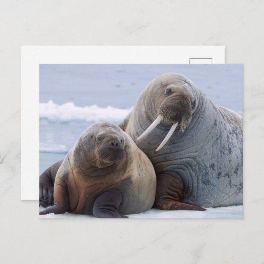 Walrus cow and calf rest on a sea ice floe briefkaart (Voorkant / Achterkant)