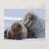 Walrus cow and calf rest on a sea ice floe briefkaart (Voorkant)